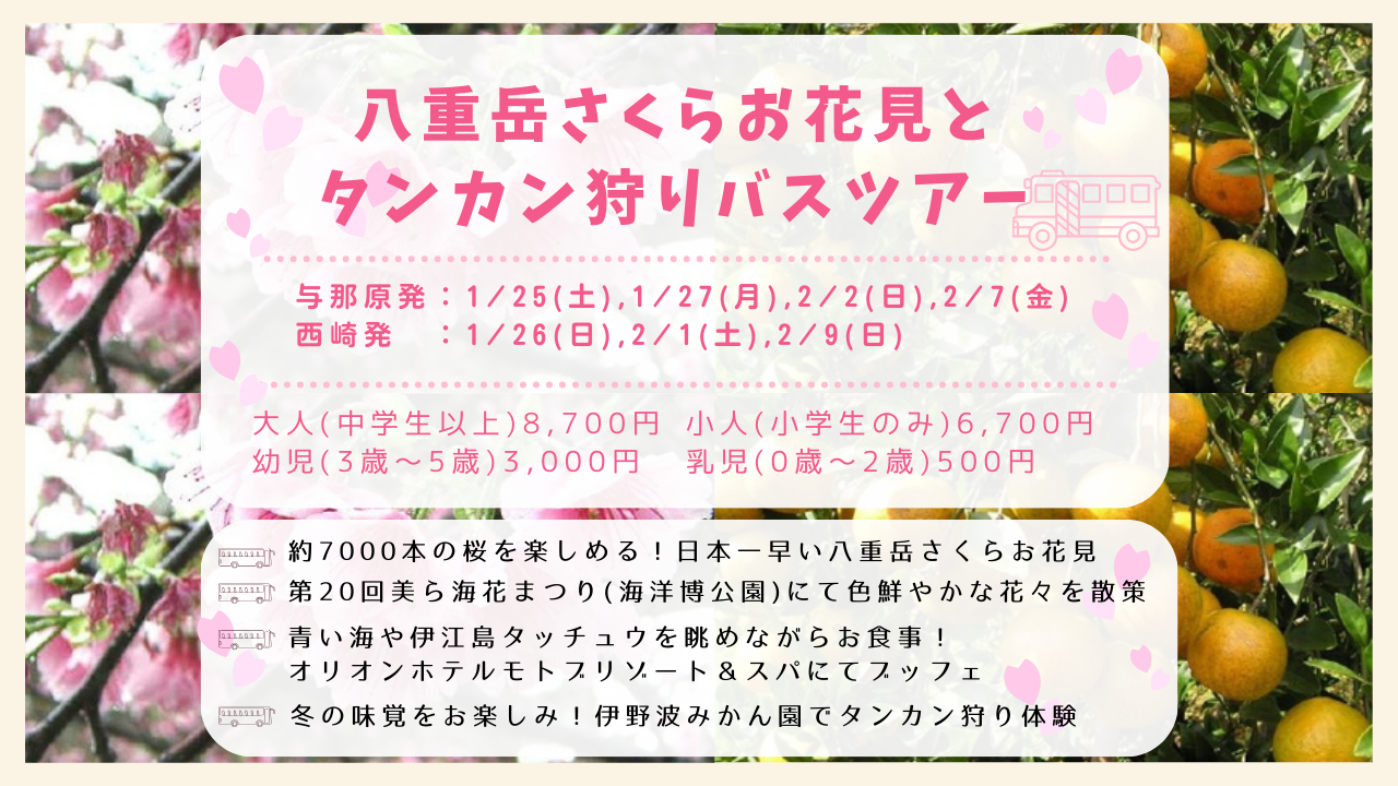八重岳さくらお花見とタンカン狩りバスツアー